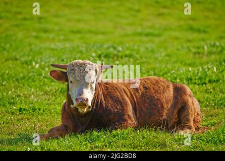 Eine hereford-Kuh, die allein auf einer Farm sitzt. Behaarte Tiere isoliert gegen grünes Gras auf einem abgelegenen Ackerland und landwirtschaftlichen Anwesen. Live-Raising Stockfoto