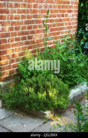 Alte braune Ziegelwand Textur mit grünen Pflanzen unten gepflanzt. Hintergrund des Kopierbereichs. Verschiedene Sorten von Pflanzen mit kleinen violetten Blüten in einem Stockfoto