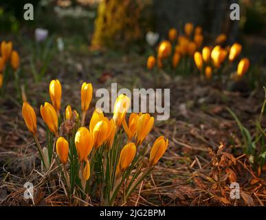 Niedrig wachsende Krokus, Stängel wachsen unterirdisch, orangefarbene Blüten symbolisieren Wiedergeburt, Veränderung, Freude und romantische Hingabe. Wunderschöne wilde orange Blüten Stockfoto