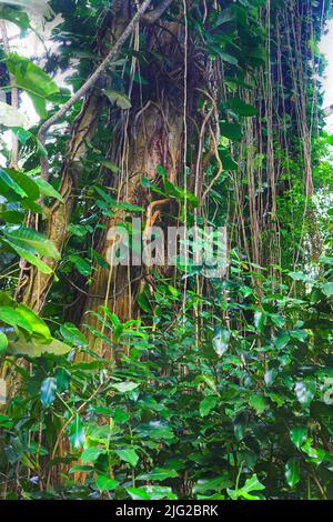 Hoher Baum mit wilden Reben und Trieben, der in einem grünen Wald in Hawaii, USA, wächst. Ein friedlicher Regenwald in der Natur mit malerischen Aussichten auf natürliche Muster Stockfoto