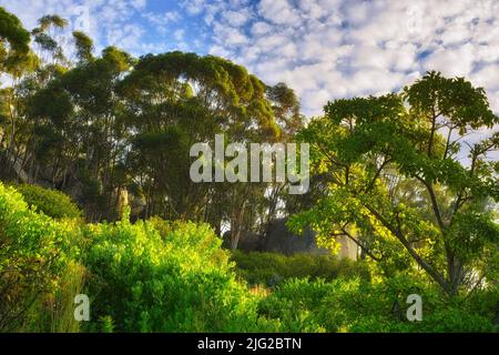 Üppig grüne Bäume, die vor einem Hintergrund mit blauem Himmel in einem friedlichen Wald hoch werden. Ruhige Harmonie und Schönheit in der Natur in einem versteckten gefunden Stockfoto