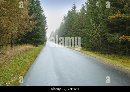 Eine Straße durch den Wald, hohe Bäume mit lebhaften Grün- und Brauntönen in einem Park oder buschigen Wald. Eine Straße, die zum perfekten führt Stockfoto