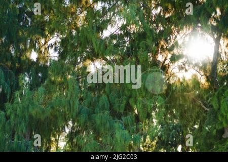 Helle Sonne, die durch dichte Baumblätter in einem grünen Wald scheint. Schönheit in der Natur mit beruhigenden Blattmustern im Regenwald oder Dschungel. Morgens im Freien Stockfoto