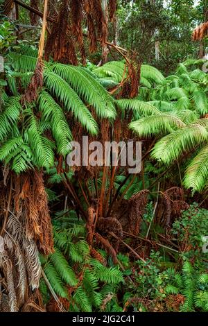 Lebendige Blätter von Schraubenkiefern wachsen in ungestörter Natur in Hawaii, USA. Wunderschöne grüne Blattmuster in einem beruhigenden, beruhigenden Wald. Grün Stockfoto
