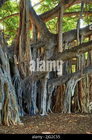 Ein wunderschöner großer Banyan-Baum in Waikiki Honolulu Hawaii. Ein einzigartiger Stamm im Freien in einem friedlichen und tropischen Wald. Große grüne Pflanzen, Flora, oder Stockfoto