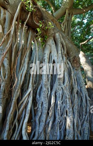 Überwuchert Reben oder Wurzeln in einem Wald. Einheimische wilde Feigenbäume in geheimnisvoller Landschaft. Nahaufnahme eines Banyan-Baumes in Waikiki, Honolulu Hawaii, USA. Groß Stockfoto