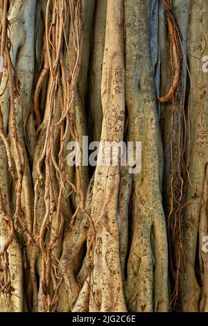 Nahaufnahme von wild bewachsenen Reben eines Banyan-Baumes in einem Wald an einem sonnigen Tag. Zoomen Sie auf viele Reben und Triebe, die an einem ungestörten Baum hängen Stockfoto