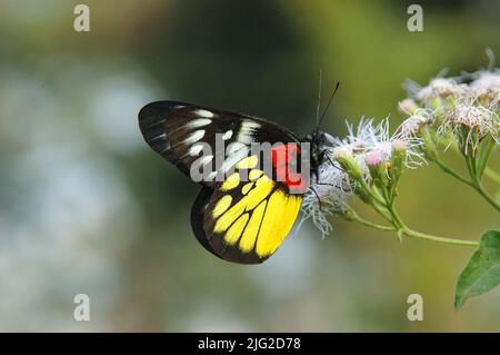 Rote Basis Jezebel Schmetterling auf Blume Stockfoto