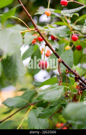 Rote Kirschen mit Wassertropfen zwischen den Blättern auf dem Zweig des Kirschbaums Stockfoto