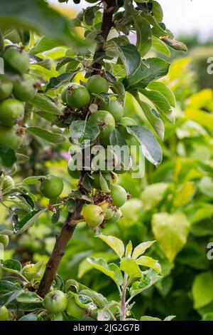 Zweig mit kleinen Birnen wächst auf einem Baum. Die Früchte des Birnenbaums. Stockfoto