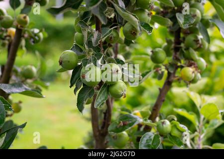 Zweig mit kleinen Birnen wächst auf einem Baum. Die Früchte des Birnenbaums. Stockfoto