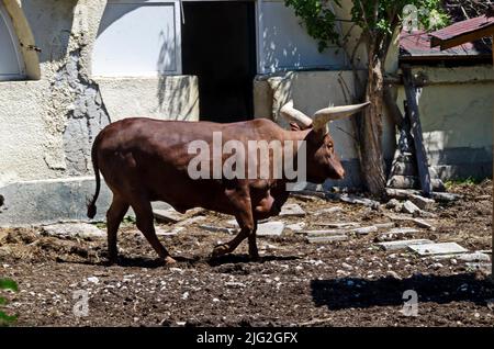 African braun bull Ankole Watusi, Bos taurus watusi oder Ankole Longhorn Pause im Schatten, Sofia, Bulgarien Stockfoto