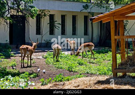 Eine Gruppe roter Lechwe-Antilopen, Kobus Leche oder Gazelle grasen auf dem Hof in Sofia, Bulgarien Stockfoto