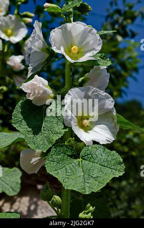 Makro schöne Alcea rosea, weiße Malva oder Hollyhock Blume im Manastery Garten, Sofia, Bulgarien Stockfoto