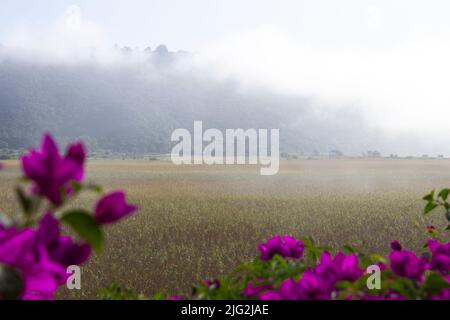 Nebliger Morgen mit rosa Blumen Stockfoto