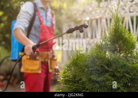 Gärtner, der mit einem Sprüher Insektiziddünger auf seine Thuja aufgibt Stockfoto