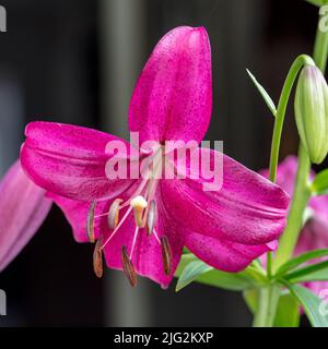 Lilie aus purpurpurem Marmor, Trädlilja (Lilium regale) Stockfoto