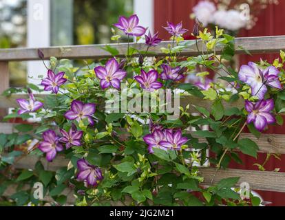 ' Pernille 'Purple Clematis, Waldrebe, klematis Clematis Comtesse de Bouchaud (Italiensk) Stockfoto