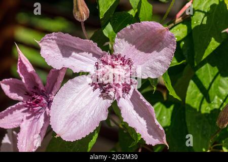 'Multi Pink' frühe großblütige Gruppe, Klematis (Clematis Hybrid) Stockfoto