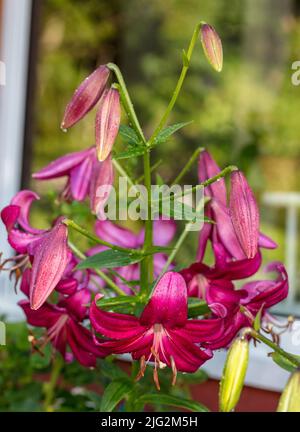 Lilie aus purpurpurem Marmor, Trädlilja (Lilium regale) Stockfoto