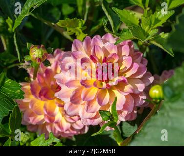 „Hypnotica Rose Bicolor“ Garden Dahlia, Sommardahlia (Dahlia hybrida) Stockfoto