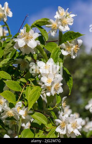 Mock Orange, Schersmin (Philadelphus coronarius) Stockfoto