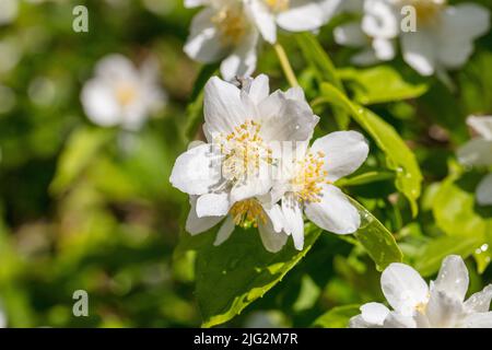 Mock Orange, Schersmin (Philadelphus coronarius) Stockfoto