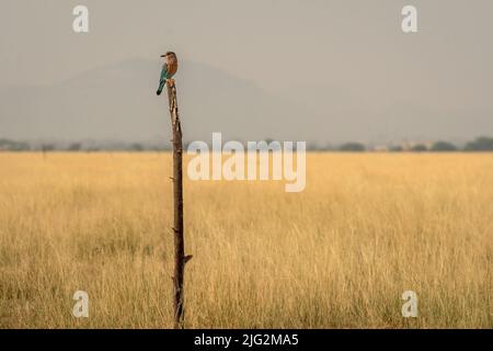 Indische Walze oder Coracias benghalensis Vogel auf einem schönen Holzbarsch im Grasland des Tal chhapar Ambuk Heiligtum churu rajasthan indien asien Stockfoto