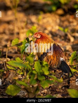 Roter Jungvögel oder gallus gallus ein farbenfroher Vogel, der im Winter im Jim corbett National Park einen wilden Vorfahren des Hausvögels oder Hähnchens in der Sonne des Winters verführt Stockfoto