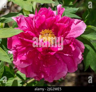 Akashigata, Moutan-Pfingstrose, Buskpion (Paeonia suffruticosa) Stockfoto