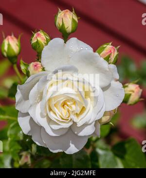 "Ruhe, Ausnoble 'English Rose, Engelsk ros (Rosa) Stockfoto