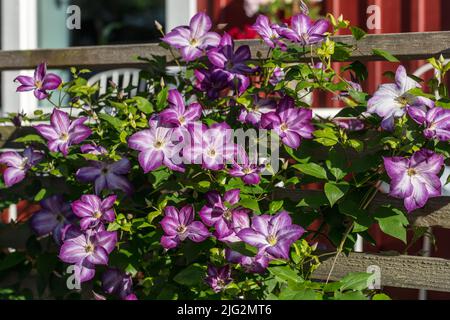 ' Pernille 'Purple Clematis, Waldrebe, klematis Clematis Comtesse de Bouchaud (Italiensk) Stockfoto