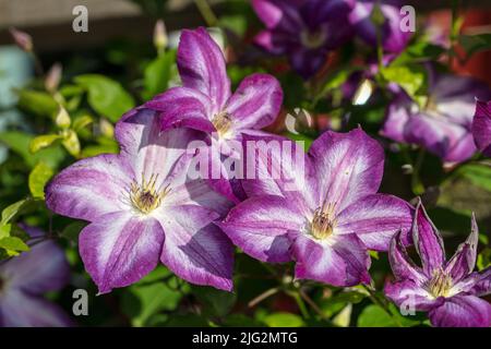 ' Pernille 'Purple Clematis, Waldrebe, klematis Clematis Comtesse de Bouchaud (Italiensk) Stockfoto