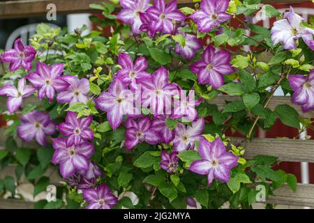 ' Pernille 'Purple Clematis, Waldrebe, klematis Clematis Comtesse de Bouchaud (Italiensk) Stockfoto