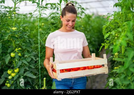 Geschäft mit organischen Treibhausgasen. Die Bäuerin steht mit einem Eimer frisch gepflückter Tomaten in ihrem Gewächshaus. Stockfoto