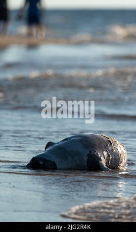 Robbe am Strand. Ein totes Tier, das von den Wellen an den Strand gebracht wurde. Ein Siegel, das von den Wellen getragen wird. Stockfoto
