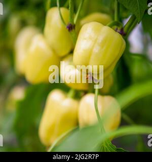 Nahaufnahme des gelben Paprika im Gewächshaus. Stockfoto