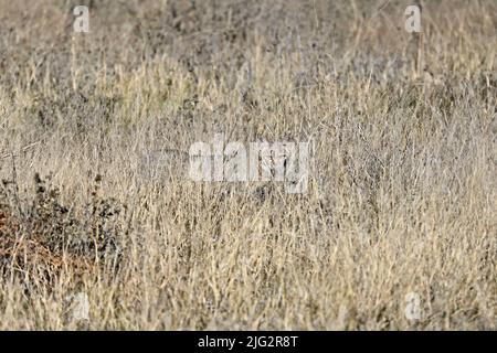 Wilde Katze im langen Gras im Kalahari Botswana Stockfoto