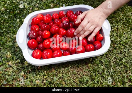 Reife rote Kirschpflaumen auf dem Teller. Nahaufnahme einer Frau, die im Freien Beeren gewaschen hat Stockfoto