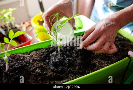 Alter Mann, der im Gewächshaus gärtnerte. Herrenhände Pflanzen Tomatensämlinge in den Boden und gießen, selektive Fokus. Pflanzen und Gärtnern bei Sprotte Stockfoto