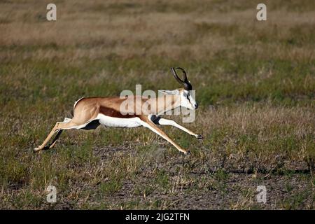 Springbok läuft im Kalahari Botswana Stockfoto