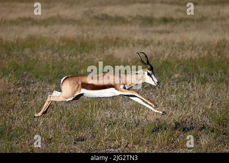 Springbok läuft im Kalahari Botswana Stockfoto