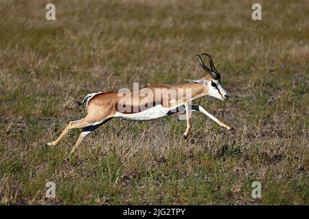 Springbok läuft im Kalahari Botswana Stockfoto