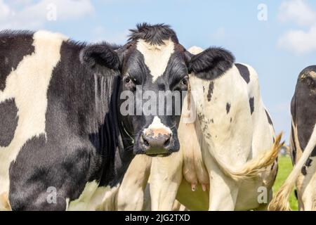 Reife Kuh, schwarz-weiß freundlich, Kopf schaut um die Ecke Stockfoto