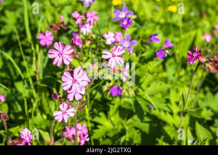 Rote campion-Blüten blühen im Sommer Stockfoto