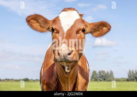 Kuh niedliches und ruhiges rotes Rind, mit weißem, freundlichen und ruhigen Ausdruck, liebenswert pelzigen Stockfoto