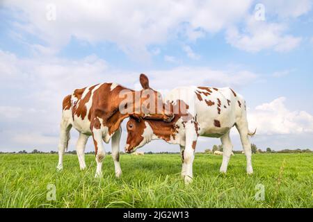 Kühe lieben es, auf einem Feld unter blauem Himmel zu kuscheln, zwei Kälber reiben sich Köpfe, liebevoll und verspielt, kämpfen oder spielen Stockfoto