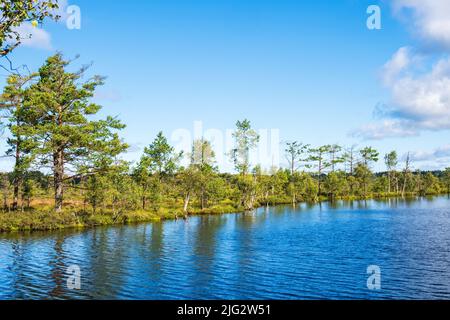 Waldsee auf einem Moor in der Wildnis Stockfoto