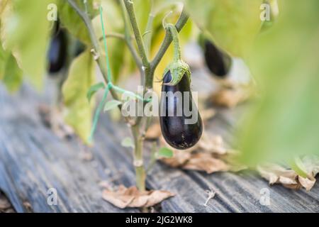 Nahaufnahme der Aubergine im Gewächshaus. Bio-Gartenarbeit. Stockfoto