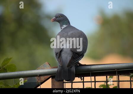 Taube sitzt auf einem grauen matalen Tor Stockfoto